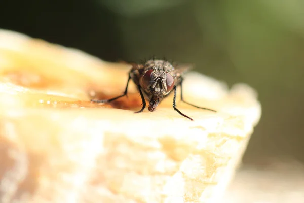 Μακρό Πλάνο Του Musca Domestica Ένα Είδος Μύγας Κάθεται Μια — Φωτογραφία Αρχείου