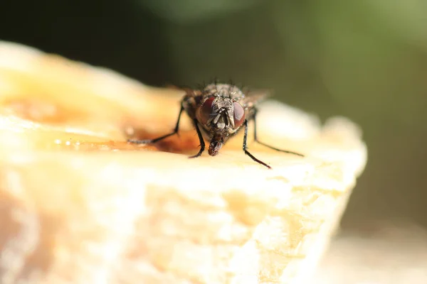 Makro Záběr Musca Domestica Druh Mouchy Sedí Banánu — Stock fotografie