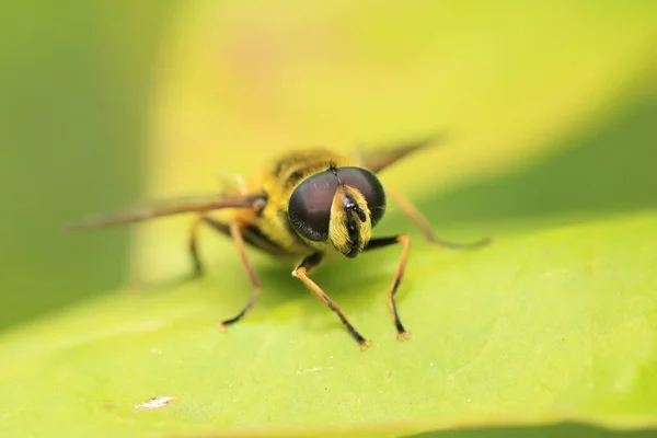 Macro Shot Myathropa Florea Uma Espécie Mosca Vento Sentado Uma — Fotografia de Stock