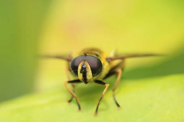 Makro Záběr Myathropa Florea Druh Vznášedla Sedí Rostlině — Stock fotografie