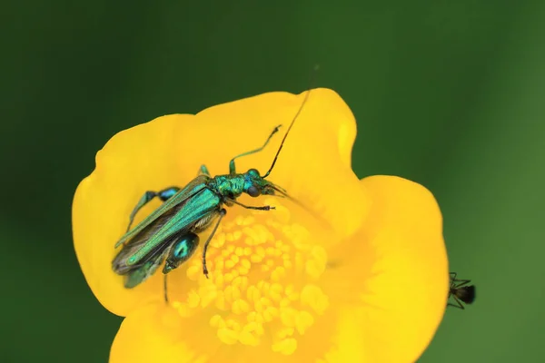 Macro Shot Oedemera Nobilis Uma Espécie Insetos Coleópteros Polífagos Pertencente — Fotografia de Stock