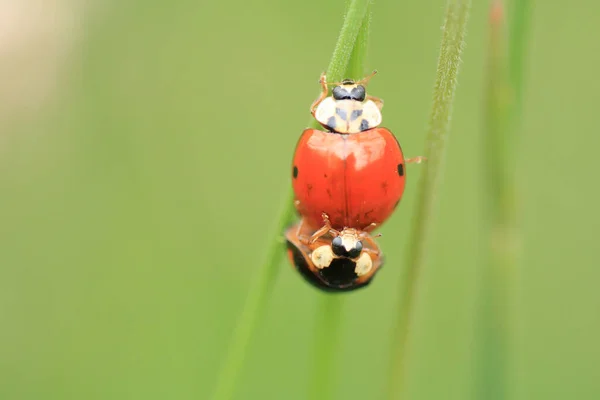 Macro Shot Harmonia Axyridis Species Beetle Sitting Plant — Fotografia de Stock