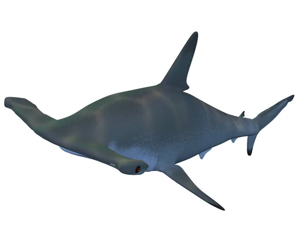 Render Hammerhead Shark — Stock Photo, Image