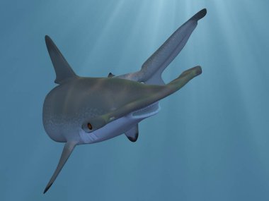 Çekiç başlı köpekbalığının 3 boyutlu görüntüsü