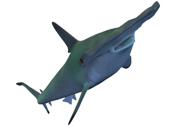 ハンマーヘッドサメの3Dレンダリング — ストック写真