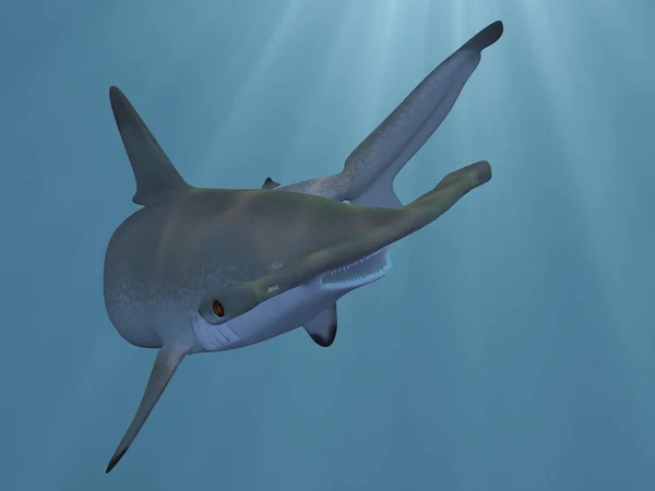 Çekiç Başlı Köpekbalığının Boyutlu Görüntüsü — Stok fotoğraf