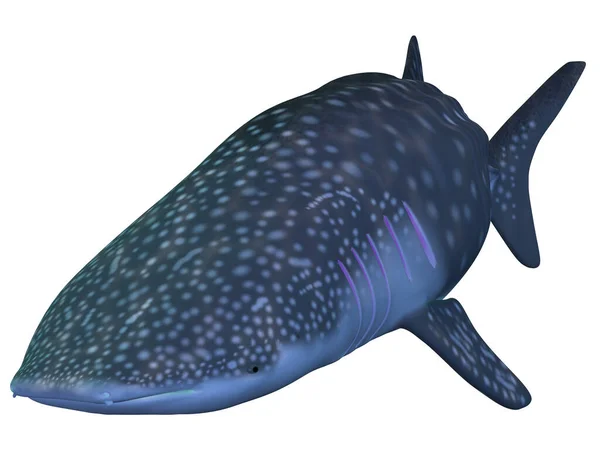 ジンベエザメの3Dレンダリング — ストック写真
