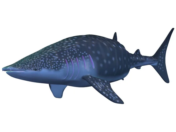 ジンベエザメの3Dレンダリング — ストック写真