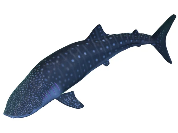 Renderização Tubarão Baleia — Fotografia de Stock