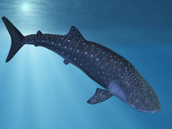 Odwzorowanie Rekina Wielorybiego — Zdjęcie stockowe