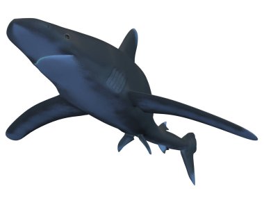 Bir okyanus beyaz uçlu köpekbalığının 3D görüntüsü