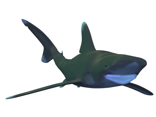 海洋白鳍鲨的3D渲染 — 图库照片