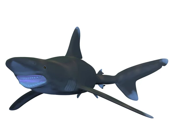 Render Oceanic Whitetip Shark — Stock Photo, Image