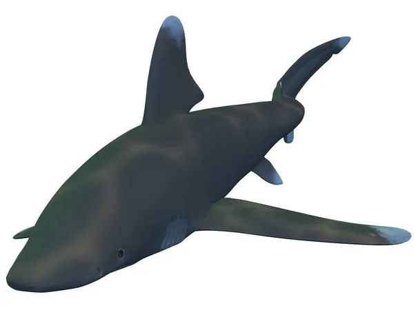 Renderizado Tiburón Oceánico Etiqueta Blanca —  Fotos de Stock