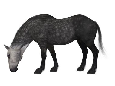 Bir percheron 'un 3D görüntüsü, bir asker atı cinsi.