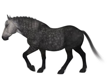 Bir percheron 'un 3D görüntüsü, bir asker atı cinsi.