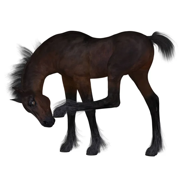 Render Young Foal — Stock Photo, Image