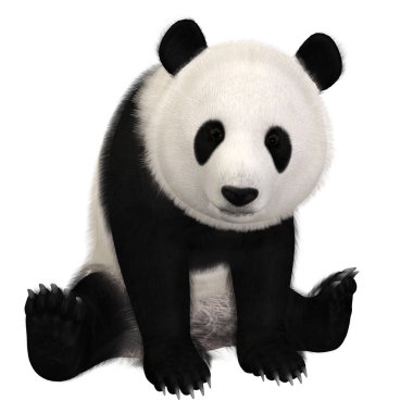 Şirin bir pandanın 3D görüntüsü