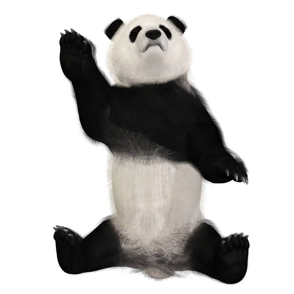 Återgivning Söt Panda — Stockfoto