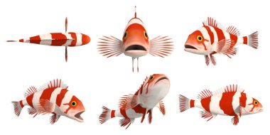 Pasifik kaya balığının 3D görüntüsü - Bayrak kaya balığı _ sebastes rubrivinctus