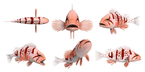 太平洋岩魚の3Dレンダリング Tiger Rocfish_Sebasses Nigrocinctus — ストック写真