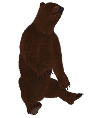 Bir boz ayının 3D görüntüsü