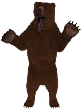 Bir boz ayının 3D görüntüsü