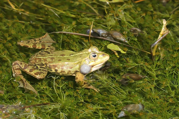 Grenouille Comestible Dans Biotope — Photo