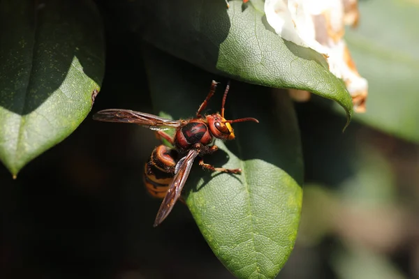 Hornet Procura Comida Uma Planta — Fotografia de Stock