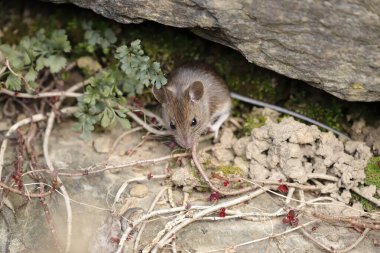Fare bahçede yiyecek arıyor. 