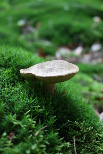 Pilz im Wald — Stockfoto