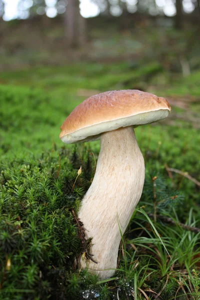 Pilz im Wald — Stockfoto