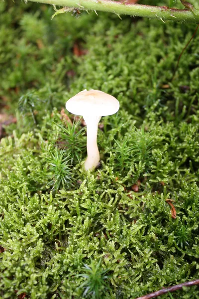 Pilz im Wald — Stockfoto