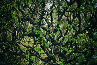 Impenetrbranches genç ile erken springable orman bırakır 