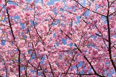 çiçek açan sakura ağacı dalları