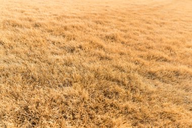 Demet güneşli altında saman 