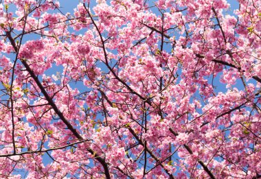 çiçek açan sakura ağacı dalları