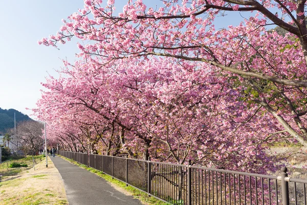 Beautiful blooming sakura trees — Stock Photo, Image