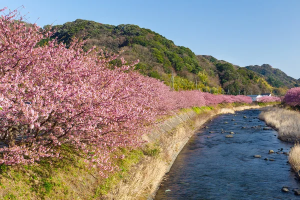 Kwitnące drzewa sakura wzdłuż rzeki — Zdjęcie stockowe