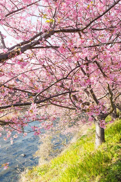 Blooming sakura trees along river — Stock Photo, Image