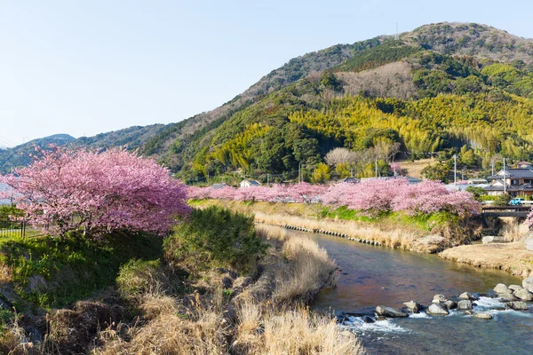 Árvores sakura florescendo ao longo do rio — Fotografia de Stock