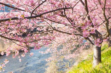 blooming sakura trees along river clipart