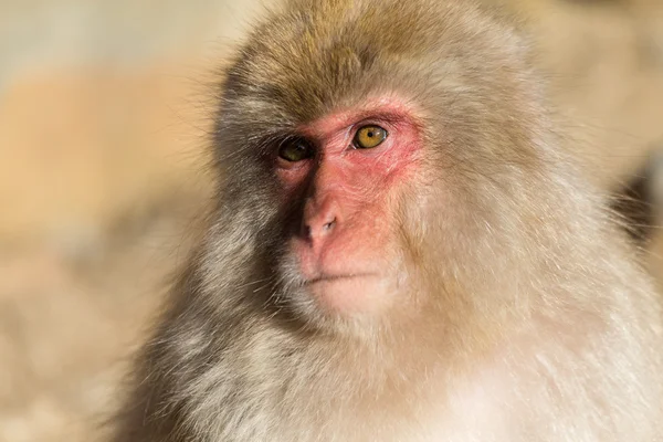 Macaco de neve japonês — Fotografia de Stock