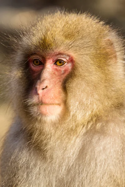 Macaco de neve japonês — Fotografia de Stock