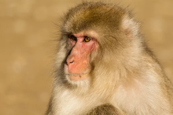 Macaco de neve japonês — Fotografia de Stock