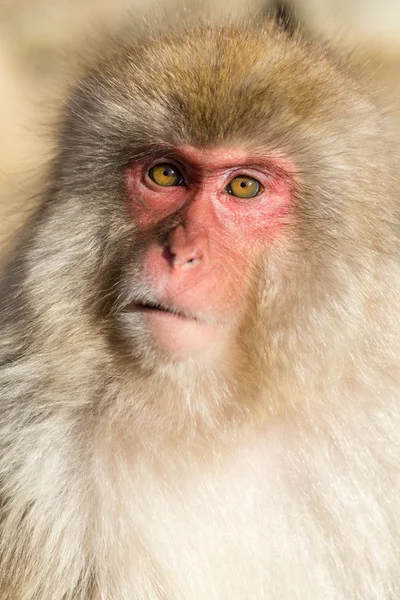 Japanese snow monkey — Stock Photo, Image