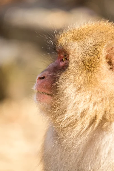 Macaco de neve japonês — Fotografia de Stock