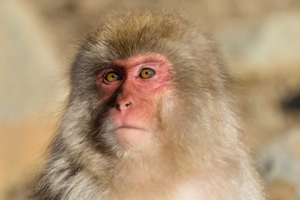 Japon kar maymun — Stok fotoğraf