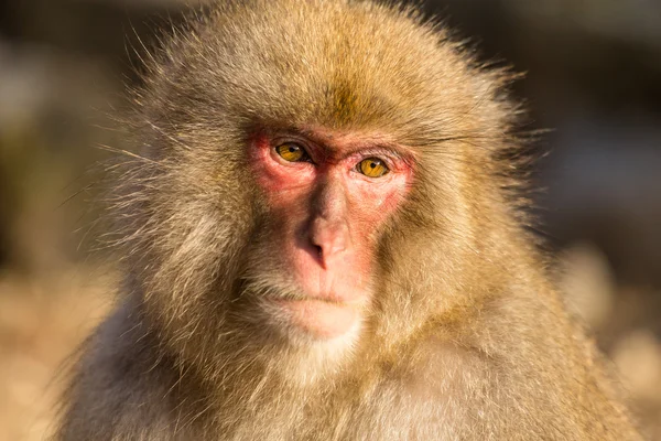 Macaco de neve japonês — Fotografia de Stock