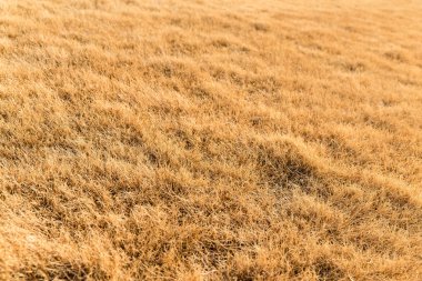 Altın saman alanda yakın çekim